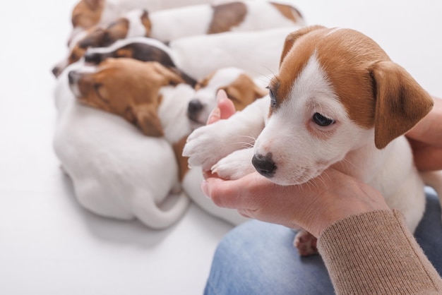 Giovane donna con il suo cucciolo Jack Russell Terrier