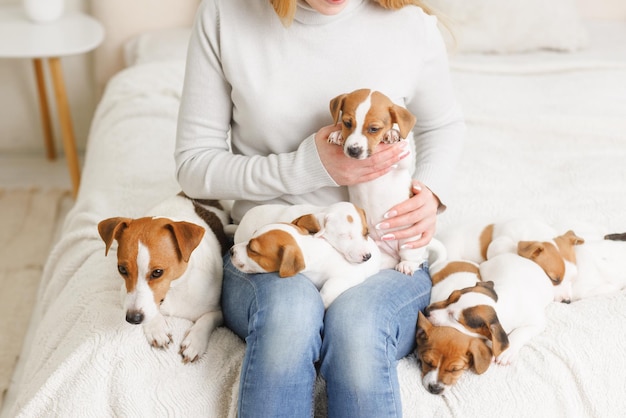 Giovane donna con il suo simpatico Jack Russell Terrier su una sedia a casa animale domestico bianco