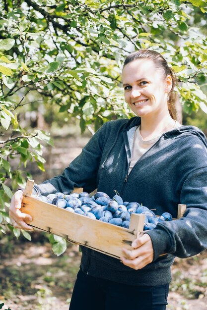 giovane donna con un raccolto di prugne in una scatola di legno, giardinaggio e raccolta