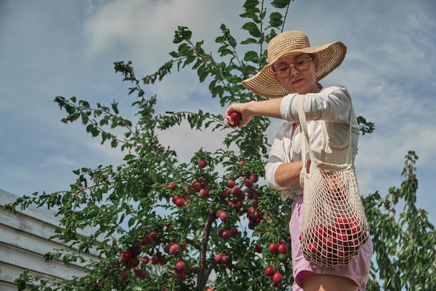 Giovane donna giardiniere che raccoglie le prugne in una borsa a rete ecologica nel suo giardino di famiglia