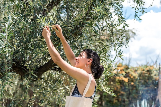 Giovane donna latina che raccoglie olive verdi da un olivo