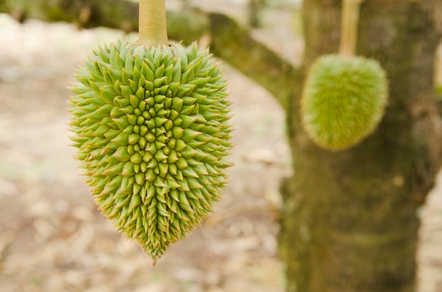 giovane durian sul suo albero nel frutteto