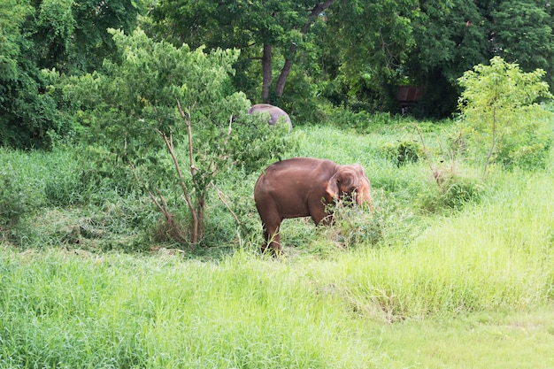 giovane elefante che cammina nella lussureggiante foresta, mangiando erba durante il giorno