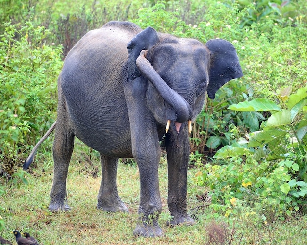 Giovane elefante indiano nella giungla