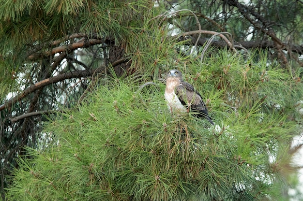 Giovane femmina di Shorttoed Eagle in un pino con la prima luce di una giornata di sole