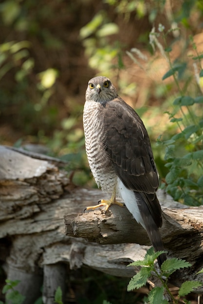 Giovane femmina sparviero eurasiatico in corrispondenza di un punto d'acqua in estate in una foresta di pini