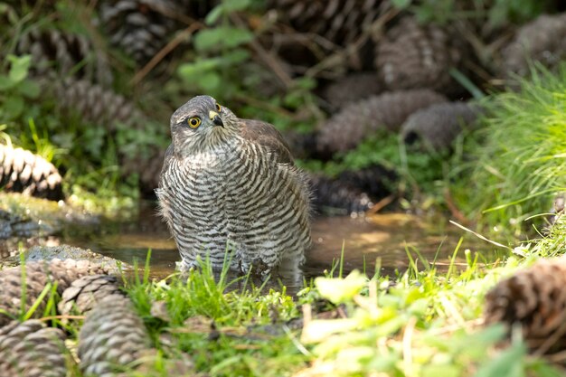 Giovane femmina sparviero eurasiatico in corrispondenza di un punto d'acqua in estate in una foresta di pini