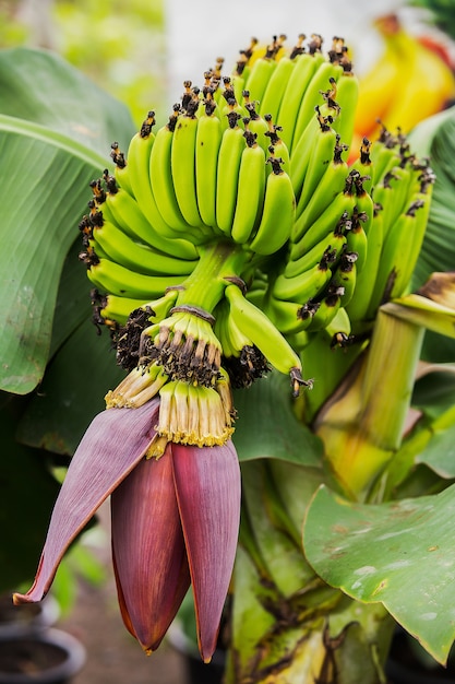 Giovane fine del fiore della banana su