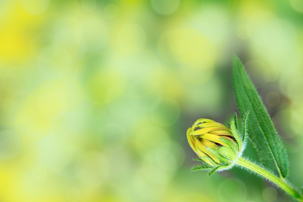 Giovane fiore unblown. Germoglio chiuso su sfondo sfocato luminoso. Messa a fuoco selettiva. Copia spazio.