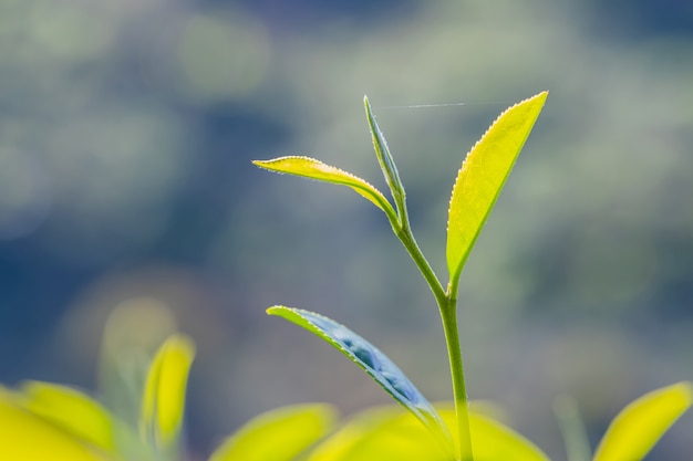 Giovane foglia di tè verde