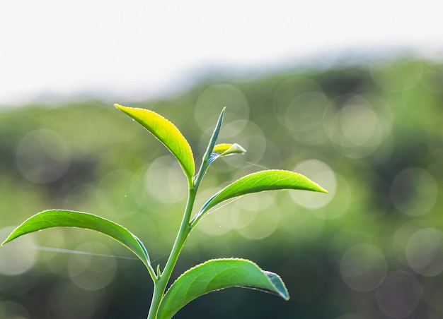 Giovane foglia di tè verde