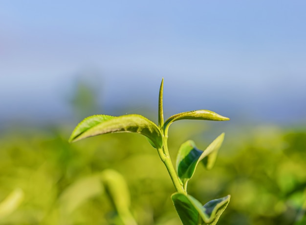 Giovane foglia di tè verde