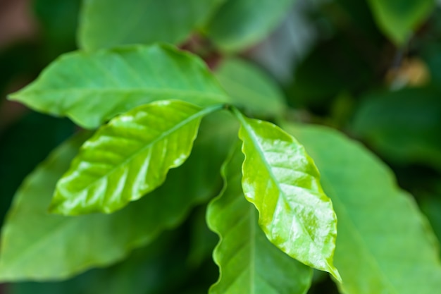 Giovane foglia verde del caffè sull'albero