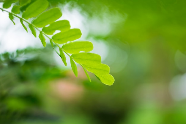 giovane foglia verde sulla natura sfocata