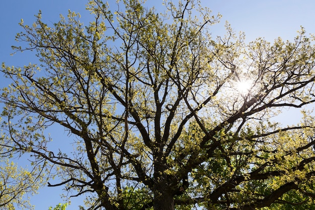 Giovane fogliame su un albero in primavera, l'inizio del riscaldamento