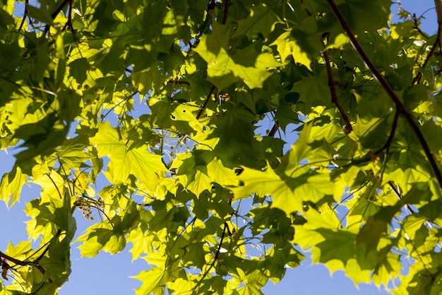 Giovane fogliame verde sul granchio nella stagione primaverile tempo soleggiato nel parco in primavera con alberi di carpino