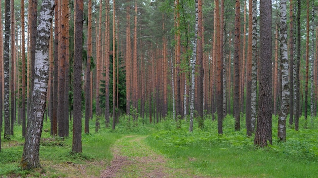 Giovane foresta di pini in una luminosa luce naturale di una giornata di sole