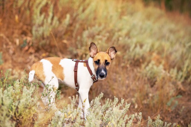 Giovane fox terrier liscio che si siede nel prato