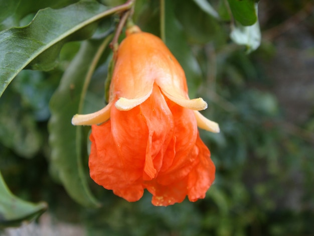 Giovane frutta del melograno sull&#39;albero, fiore del melograno che diventa frutta