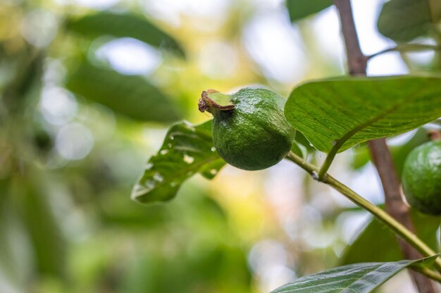 Giovane frutta fresca di guava su un ramo primo piano con messa a fuoco selettiva