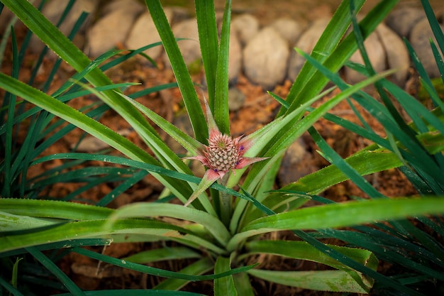 Giovane frutto di ananas pronto nella sua fase a germogliare.