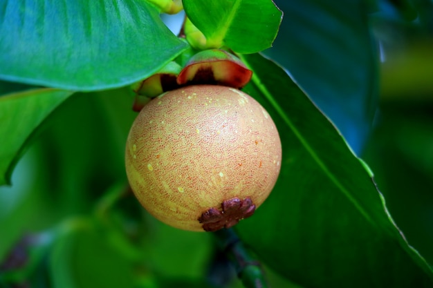 giovane frutto di mangostano sull&#39;albero con foglie verdi, provincia di Rayong in Thailandia