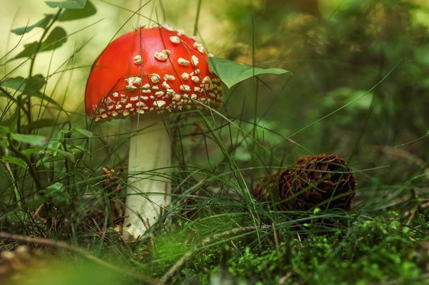 Giovane fungo rosso dell'Amanita muscaria nel muschio e nell'erba della foresta, pigna accanto ad esso.