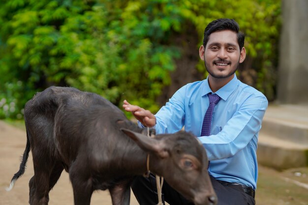 Giovane funzionario indiano di allevamento di animali o banchiere con vitello