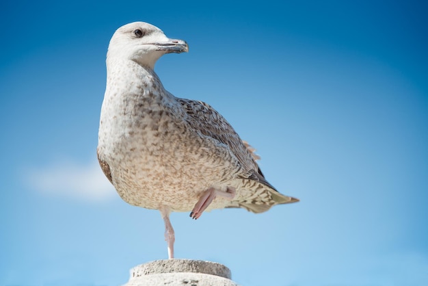 Giovane gabbiano reale al primo inverno