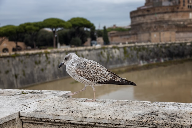 Giovane gabbiano reale sorge sul parapetto di un ponte sul Tevere, Roma, Italy