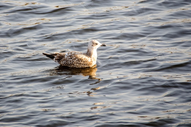 Giovane gabbiano sull'acqua