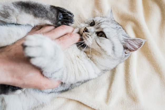 Giovane gattino grigio Animale domestico peloso con pedigree al chiusoSlow motion Cute gatto leggero che gioca ragazza