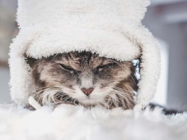 Giovane gattino in un cappello di lana bianca