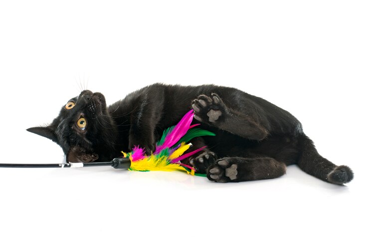 giovane gattino nero