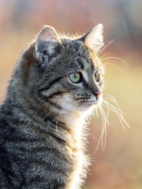 Giovane gatto a strisce con uno sguardo da vicino in giardino su uno sfondo sfocato