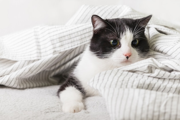 Giovane gatto bianco e nero annoiato della razza mista sotto il plaid grigio chiaro