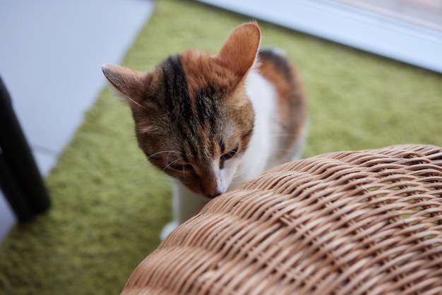 Giovane gatto bianco si siede comodamente su un tappetino di gomma sul pavimento della casa vista superiore dei capelli in tonalità argento di blu sdraiato e lateralmente