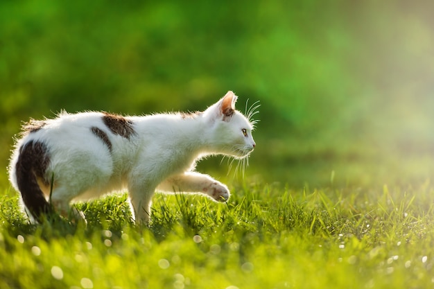 Giovane gatto caccia su un prato retroilluminato