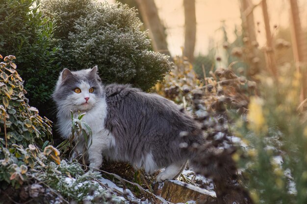 Giovane gatto che cammina nella neve Gatto sulla neve in inverno Il gatto vede per la prima volta la neve in inverno