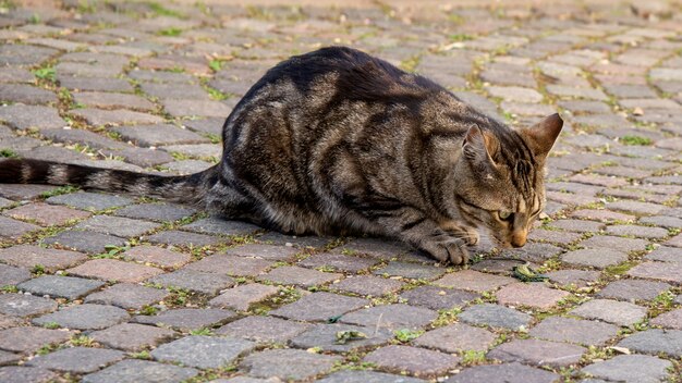 Giovane gatto che gioca con la lucertola verde sulla via del ciottolo