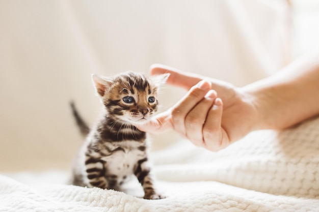 Giovane gatto del Bengala graffiato sotto il mento da una mano di donna