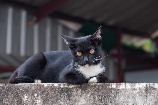 Giovane gatto di colore nero sul recinto Ritratto animale Gattino nero