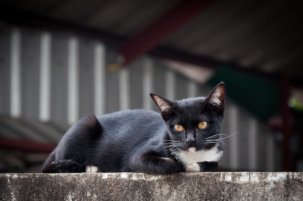 Giovane gatto di colore nero sul recinto Ritratto animale Gattino nero