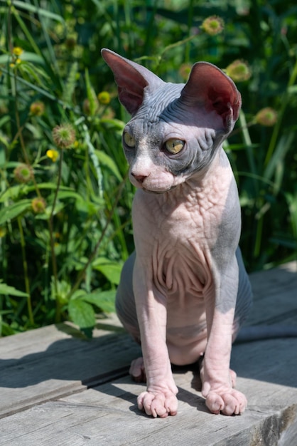 Giovane gatto glabro sfinge di colore blu e bianco con grandi occhi gialli seduti all'aperto