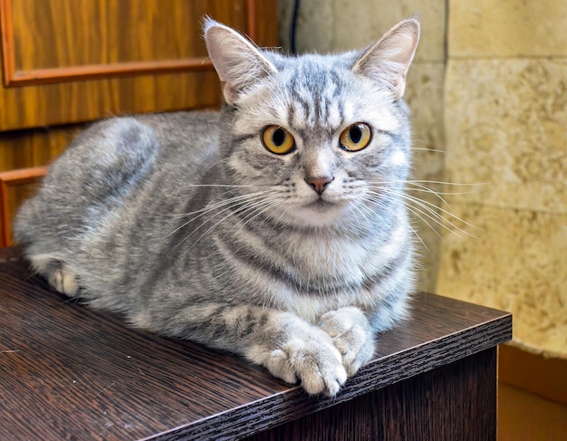 Giovane gatto grigio con grandi occhi gialli che si posa e guarda attentamente nella fotocamera