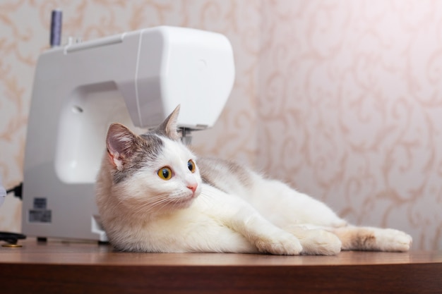 Giovane gatto in officina vicino alla macchina da cucire