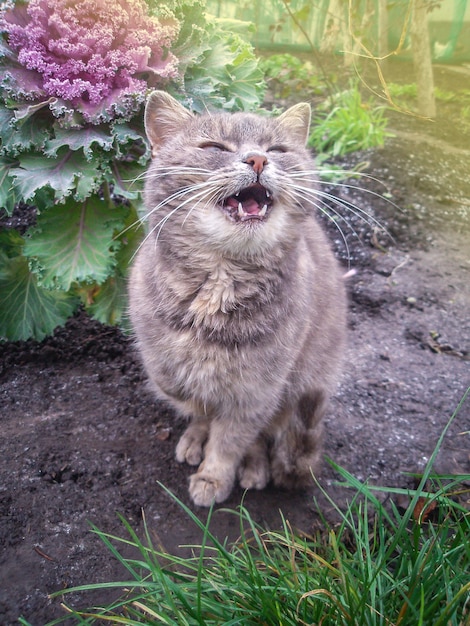 Giovane gatto nell&#39;erba