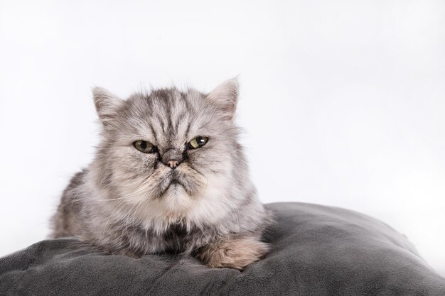 Giovane gatto persiano su sfondo bianco