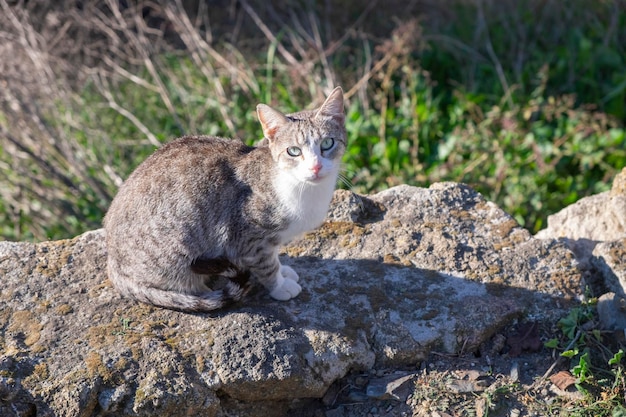 Giovane gatto randagio su un muro che riposa e prende il sole