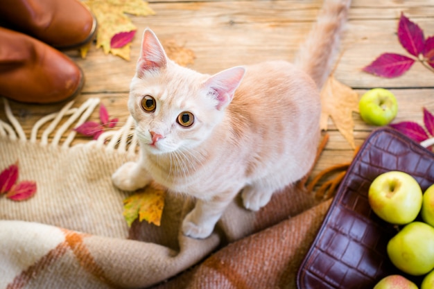 Giovane gatto rosso su un pavimento di legno